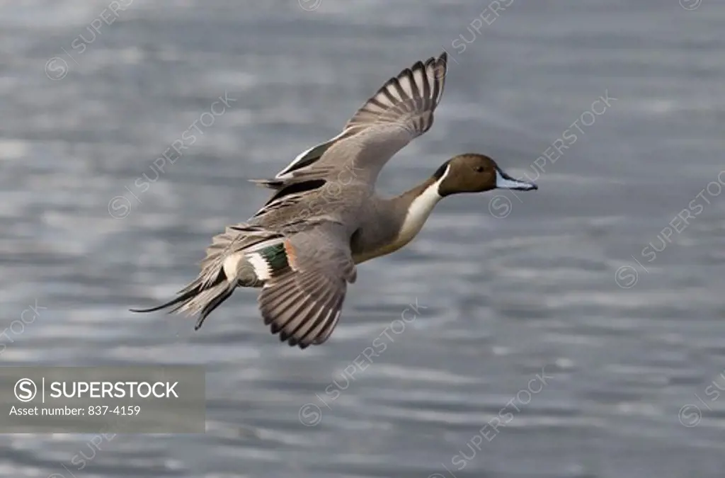 Pintail duck (Anas acuta) in flight