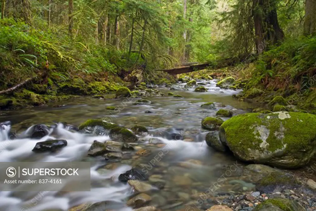 Stream flowing through a rainforest, Goldstream Provincial Park, Victoria, British Columbia, Canada