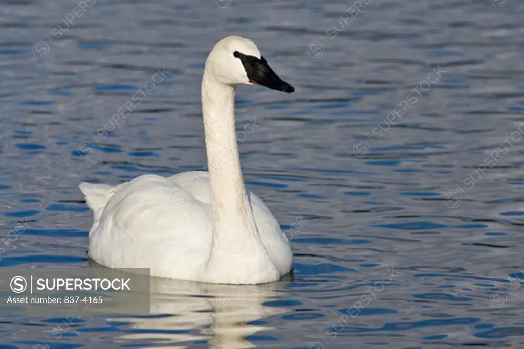 Trumpeter swan (Cygnus buccinator) in water