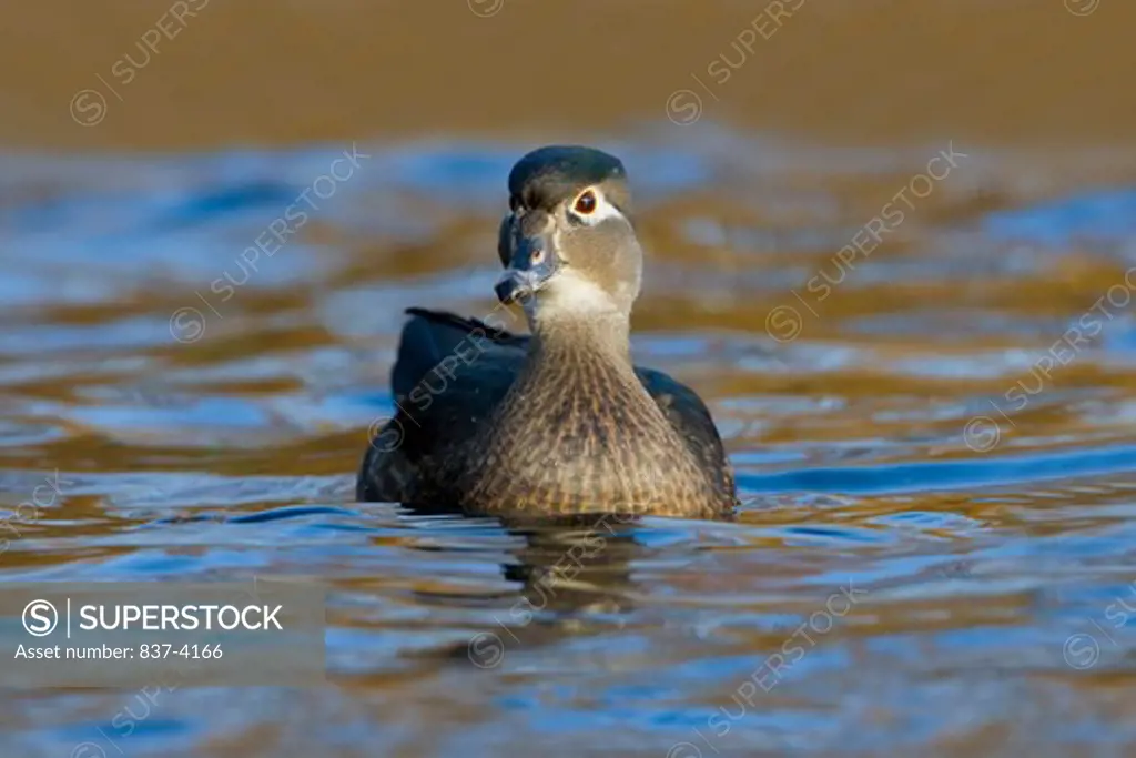 Wood duck (Aix Sponsa) in water