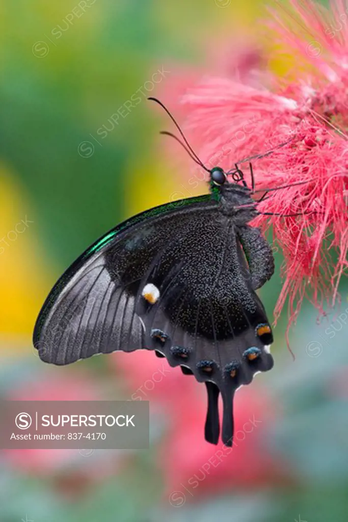 Emerald Swallowtail butterfly (Papilio palinurus) pollinating a flower