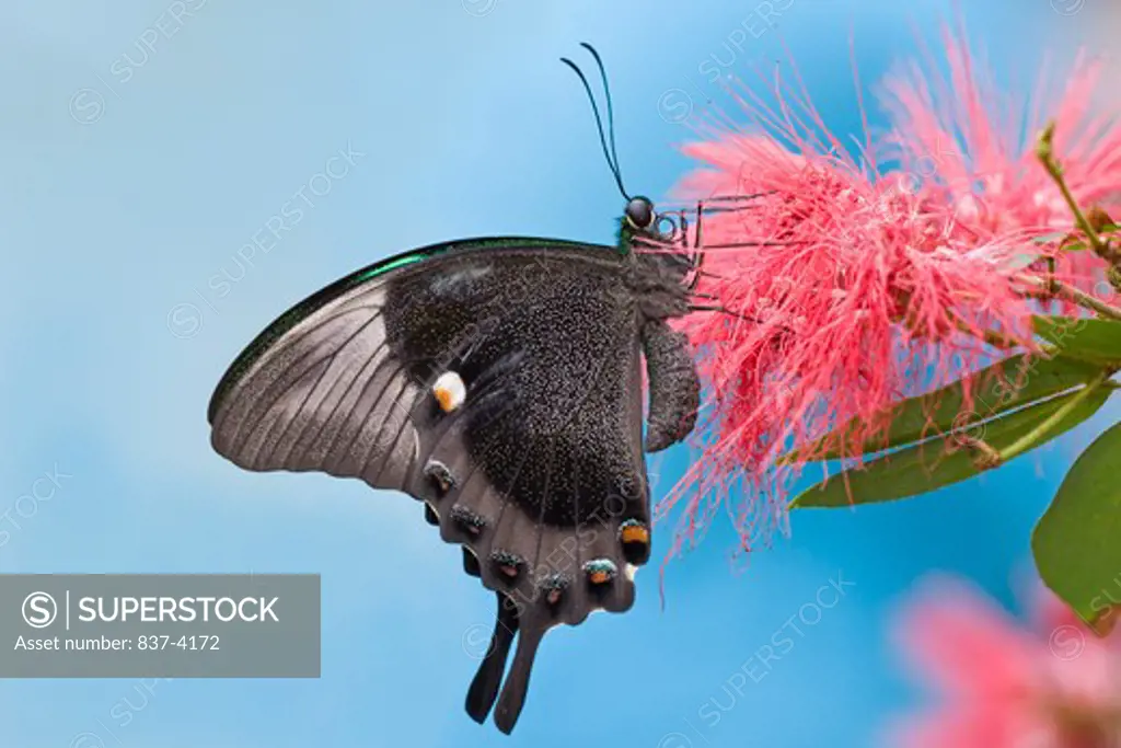 Emerald Swallowtail butterfly (Papilio palinurus) pollinating a flower