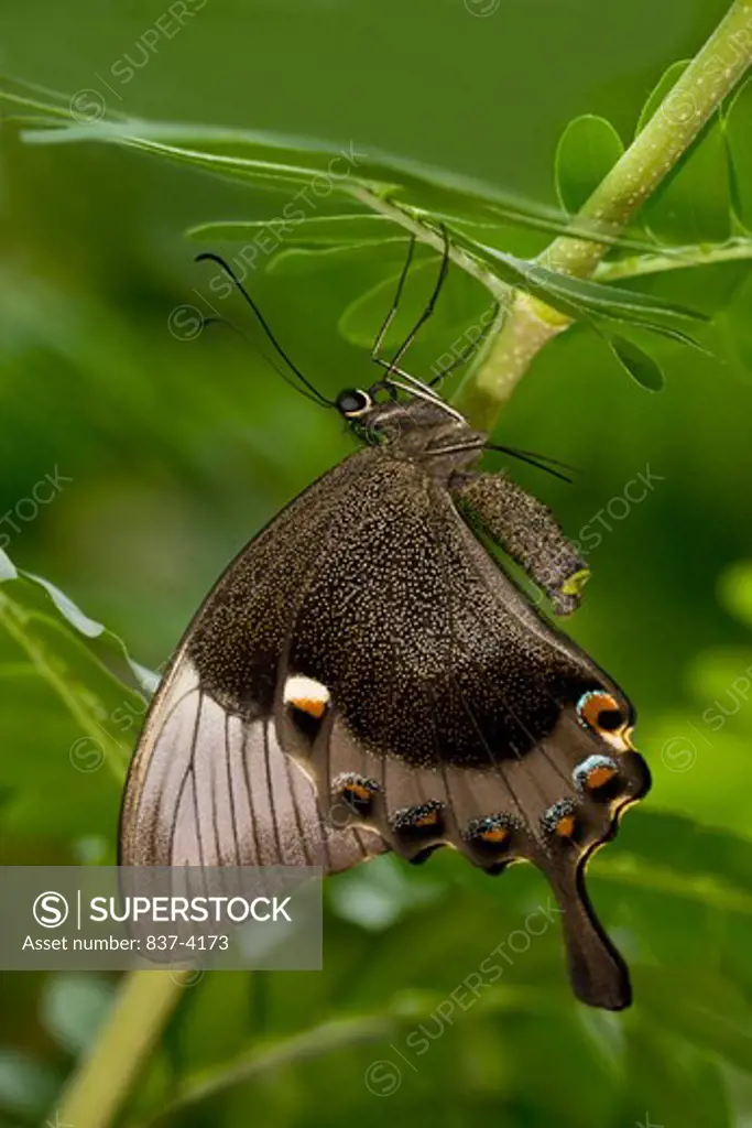 Emerald swallowtail butterfly (Papilio palinurus) perching on a branch