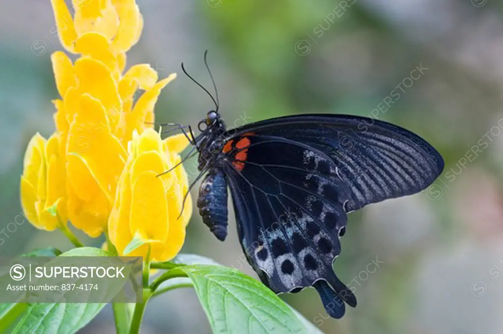 Great Mormon butterfly (Papilio memnon) pollinating a flower