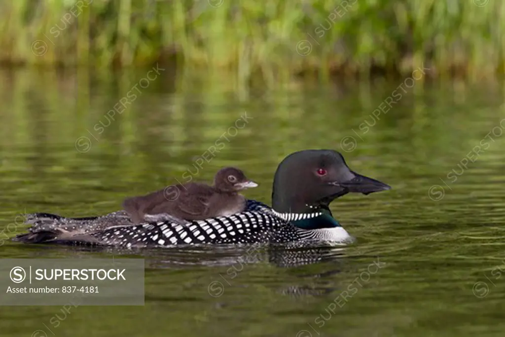Chick riding on adult's back, Common Loons (Gavia immer)