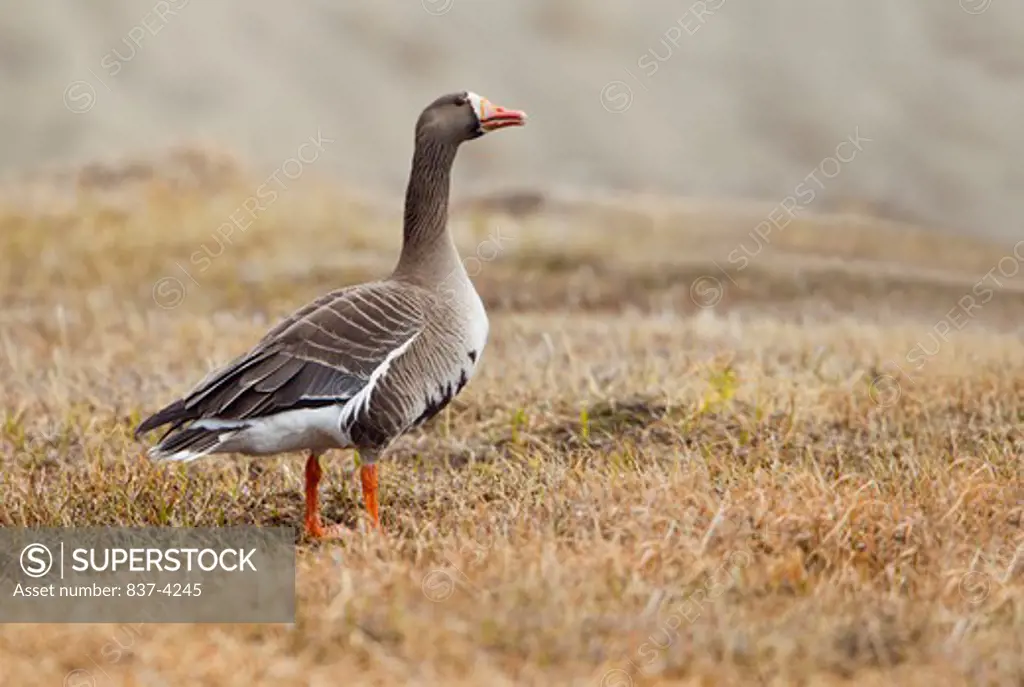 Greater White-fronted Goose (Anser albifrons) walking on grass