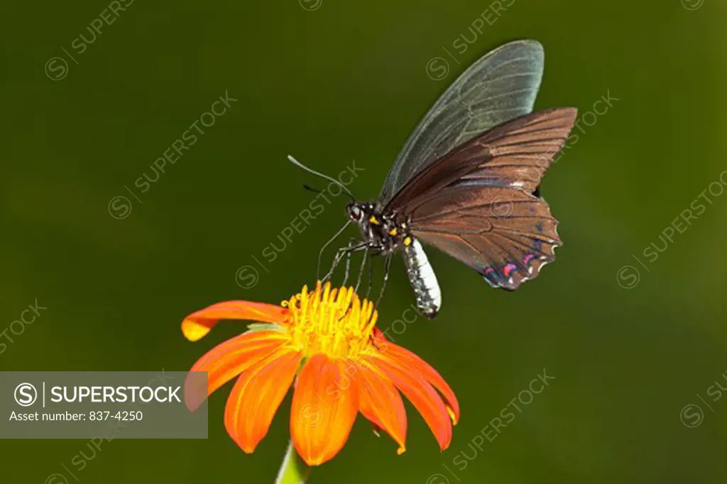 Belus Swallowtail (Battus belus) butterfly pollinating a Mexican Sunflower