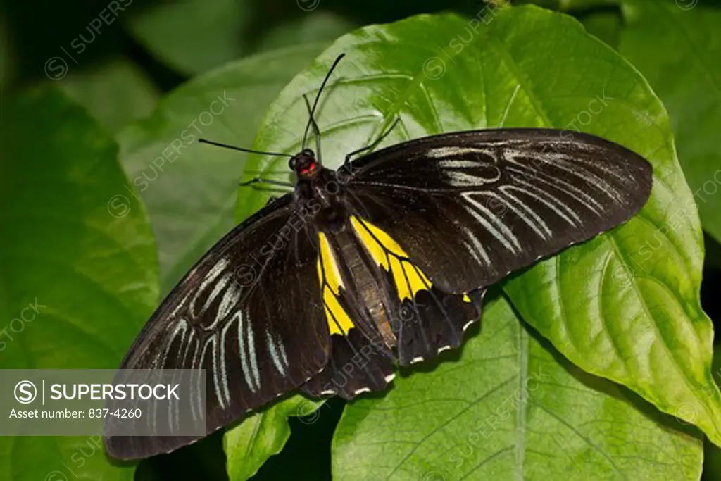 Common Birdwing (Troides helena) butterfly on a green leaf