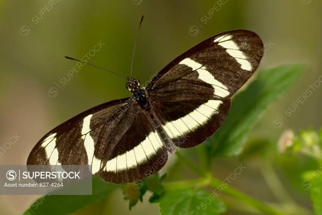 Smiling Longwing (Heliconius hewitsoni) butterfly on a green leaf