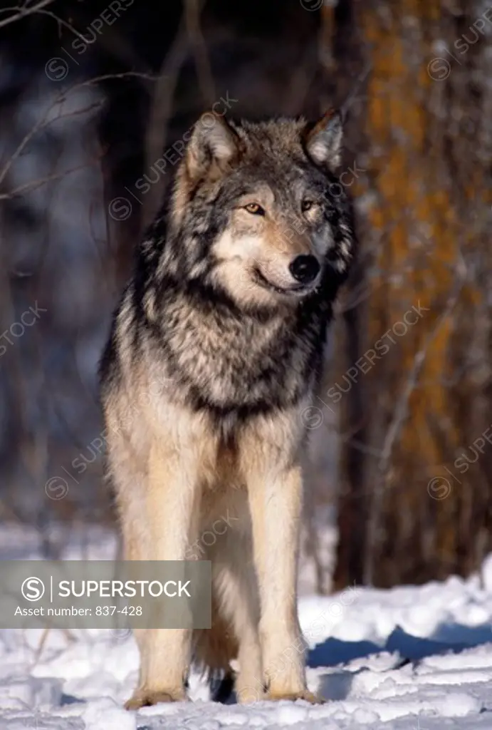 Grey wolf (Canis lupus) in winter