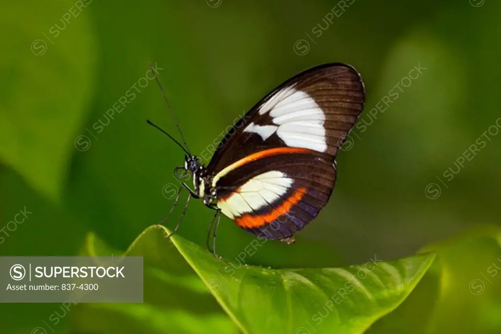 Cydno Longwing (Heliconius cydno) butterfly on a green leaf