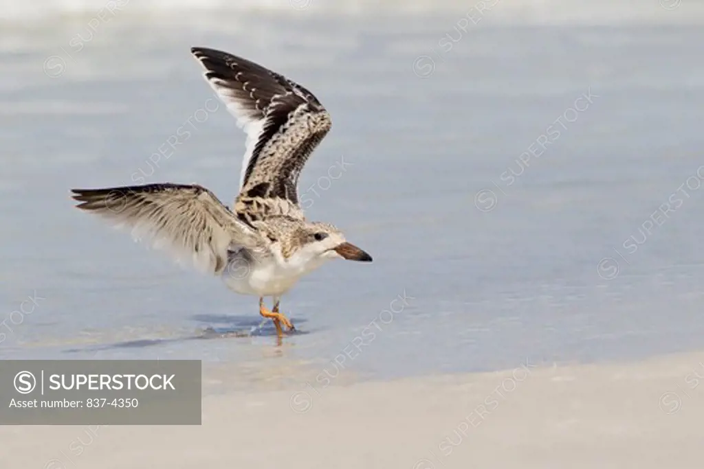 Close-up of a juvenile Black skimmer (Rynchops niger) flapping wings