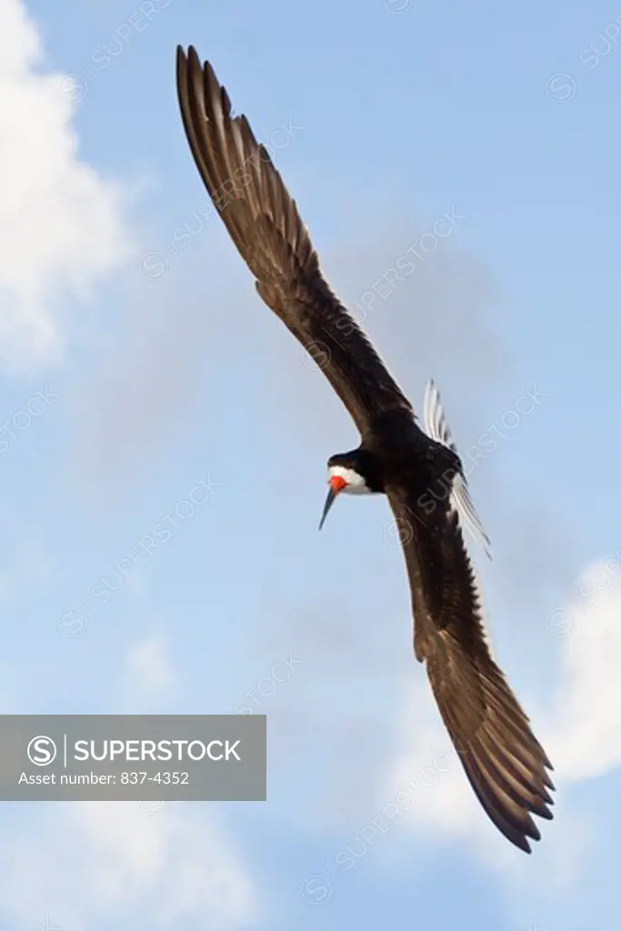 Black skimmer (Rynchops niger) in flight