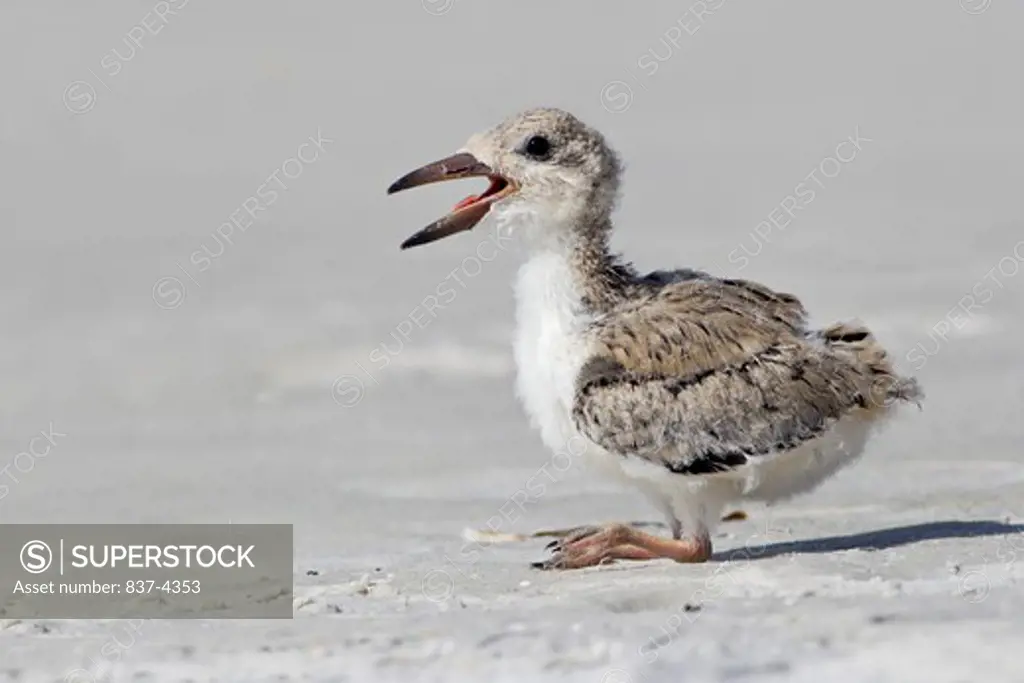 Close-up of a young Black skimmer (Rynchops niger) calling on the beach