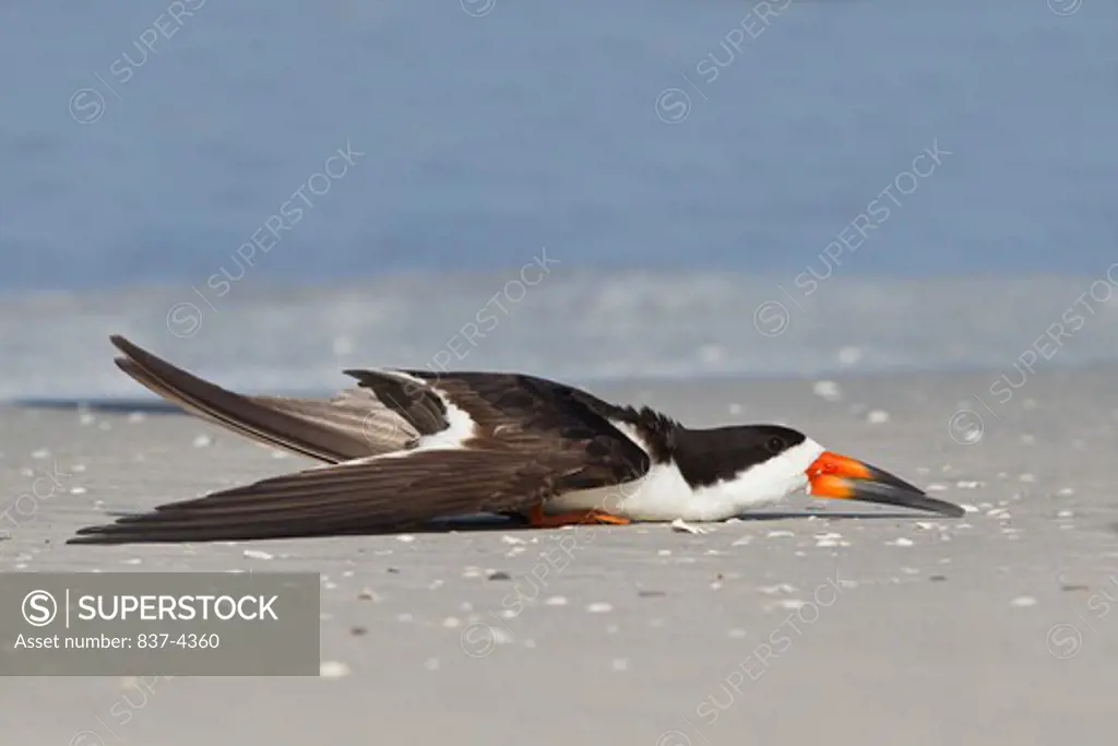 Close-up of a Black skimmer (Rynchops niger) lying prone on the beach