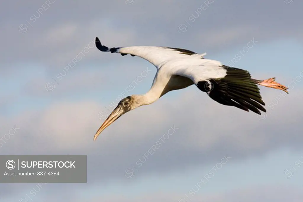 Wood stork (Mycteria americana) in flight