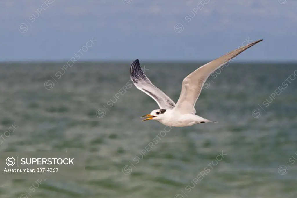 Juvenile Royal tern (Sterna maxima) in flight