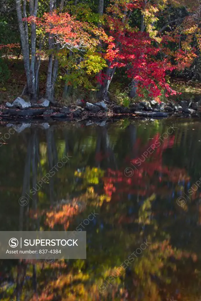 Reflection of trees in a lake, Acadia National Park, Maine, USA