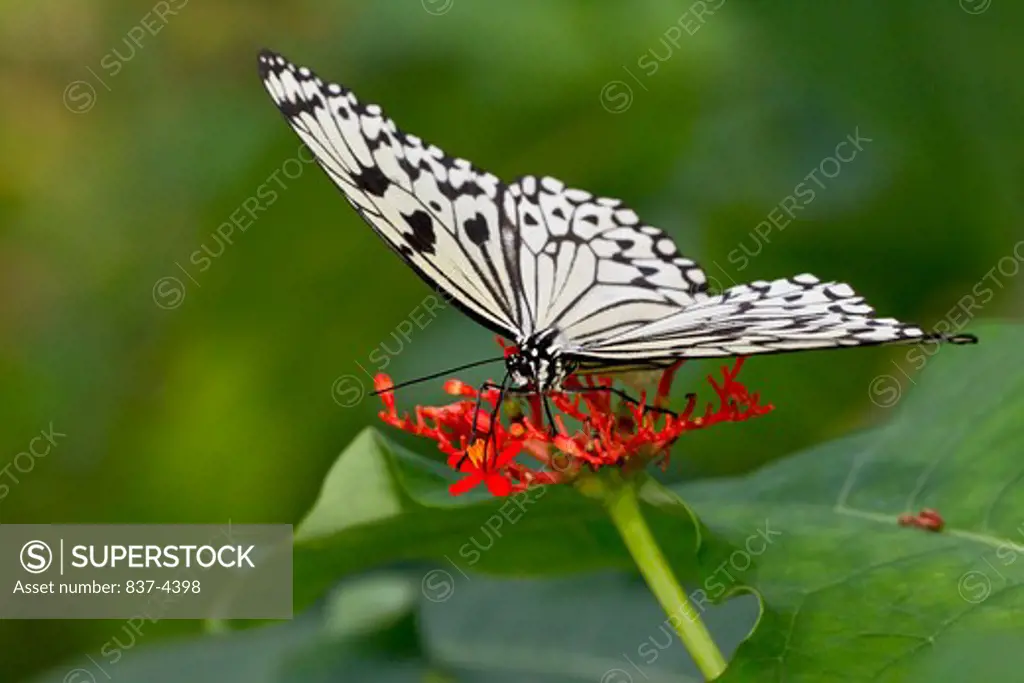 Close up of Rice Paper butterfly (Idea Leuconoe)