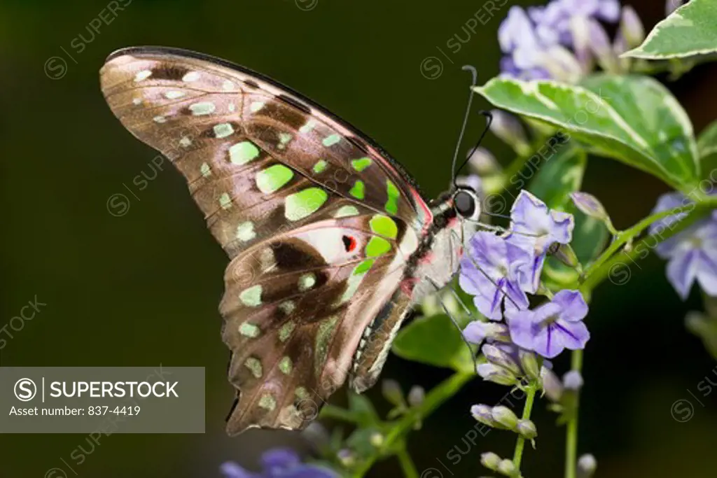 Close up of Tailed Jay (Graphium agamemnon)