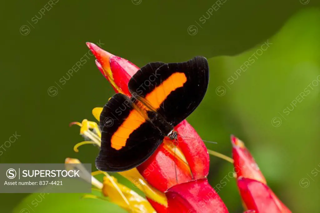Close up of Orange-banded Shoemaker( Catonephele Orites)