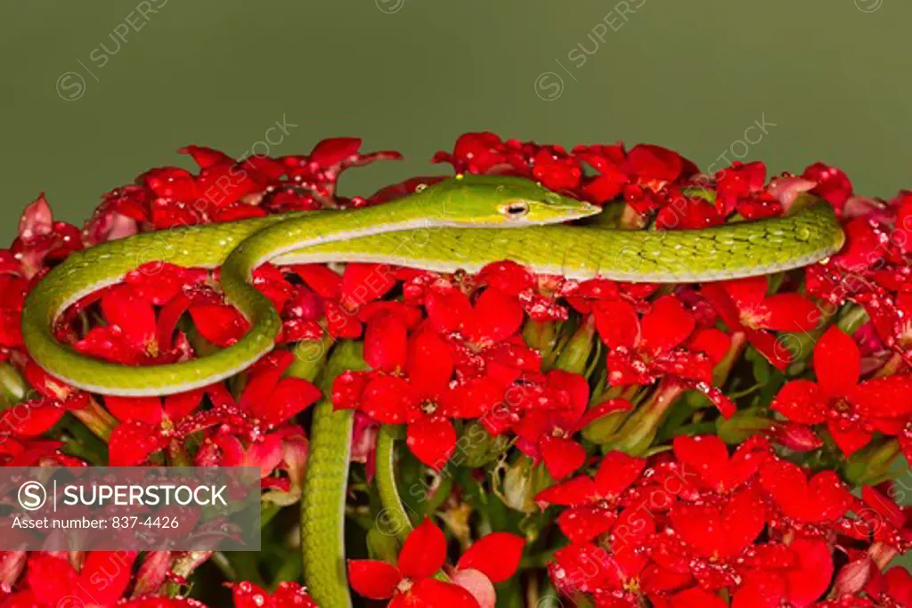 Green Vine snake (Ahaetulla nasuta) on flowers