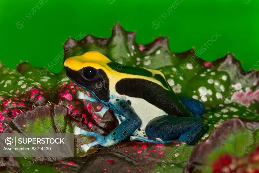 Close-up of a Dyeing Poison frog (Dendrobates tinctorius)