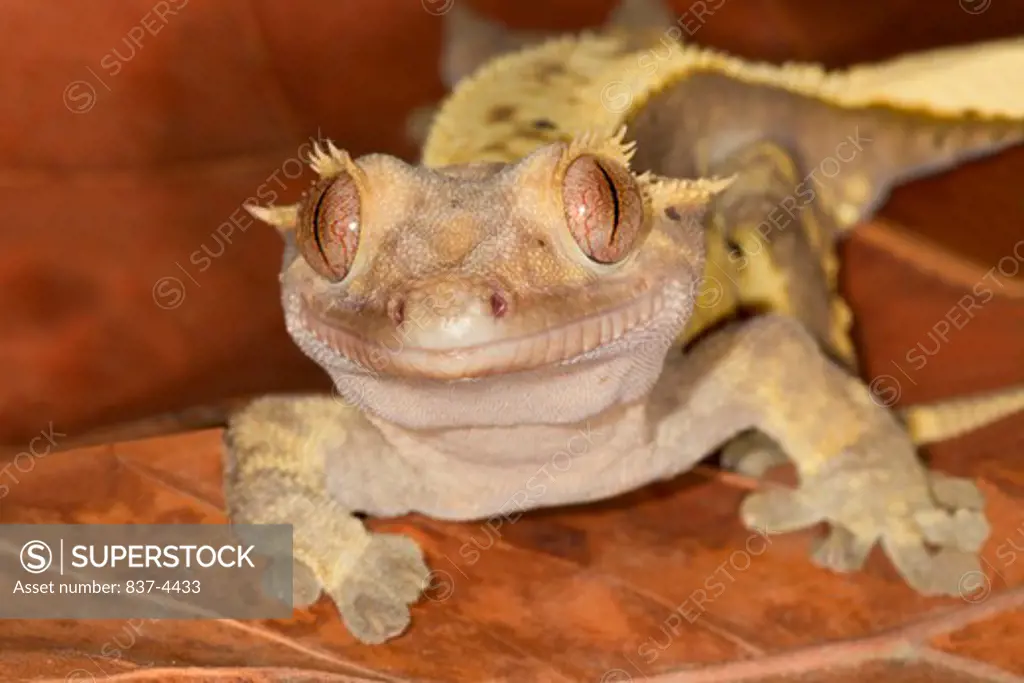 Close-up of a Crested Gecko (Rhacodactylus ciliatus)