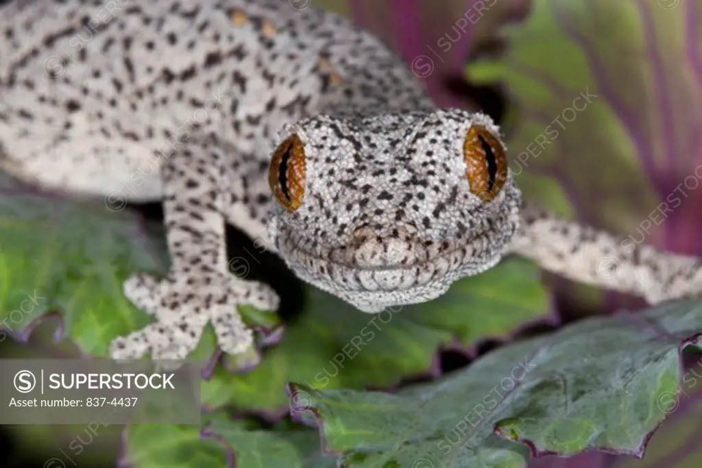 Close-up of an Eastern Spiny-tailed Gecko (Strophurus williamsi)