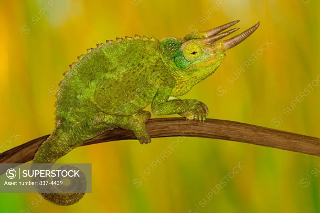 Close-up of a Jackson's chameleon (Chamaeleo jacksonii) on a branch