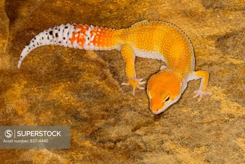 High angle view of a Leopard gecko (Eublepharis macularius)