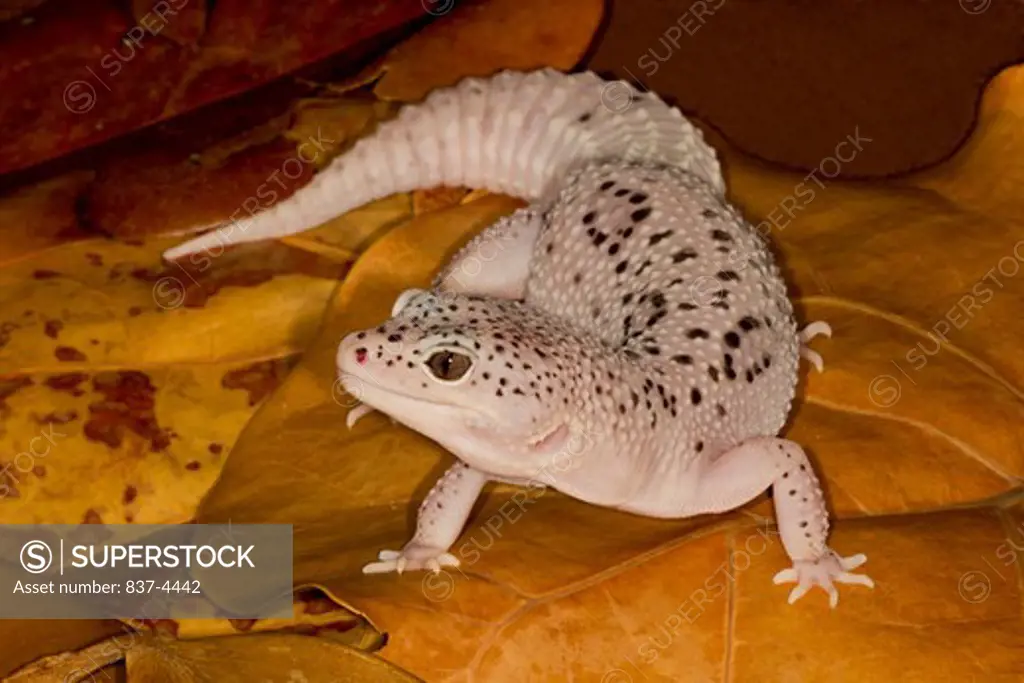 Close-up of a Leopard gecko (Eublepharis macularius) on leaves