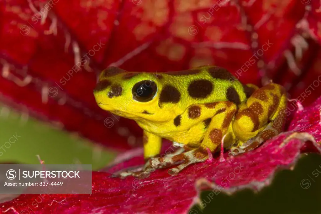 Close-up of a Strawberry Poison Dart frog (Oophaga pumilio) on a flower
