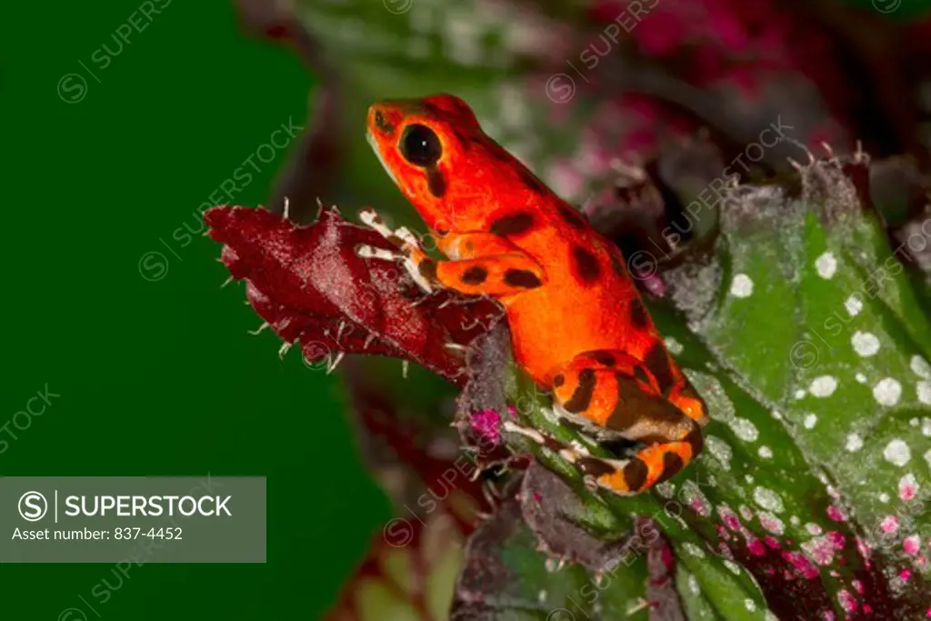 Close-up of a Strawberry Poison Dart frog (Oophaga pumilio) on plant