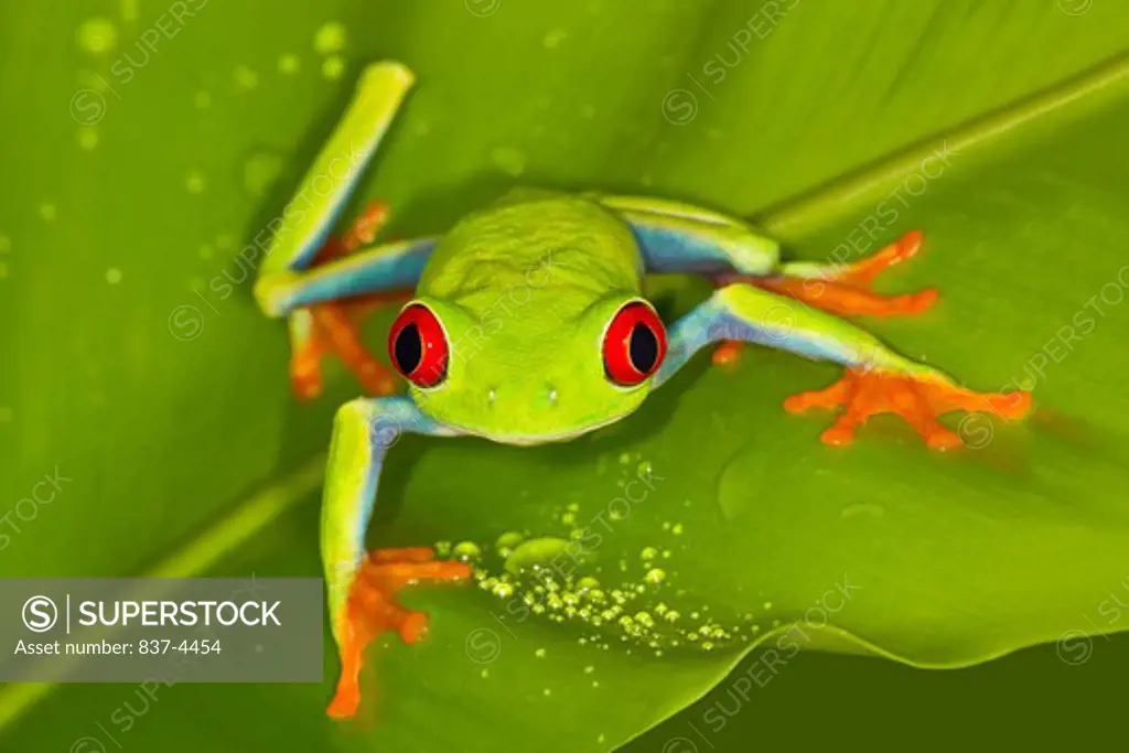 Close-up of a Red-eyed Tree frog (Agalychnis callidryas) on a leaf
