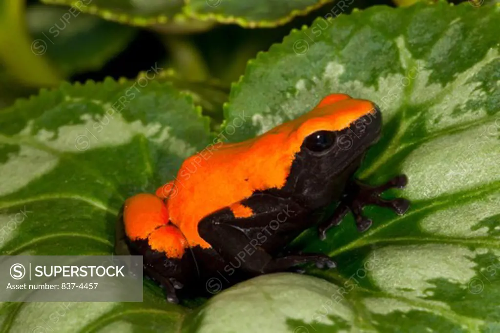 Close-up of a Splash-Backed Poison frog (Adelphobates galactonotus) on a leaf