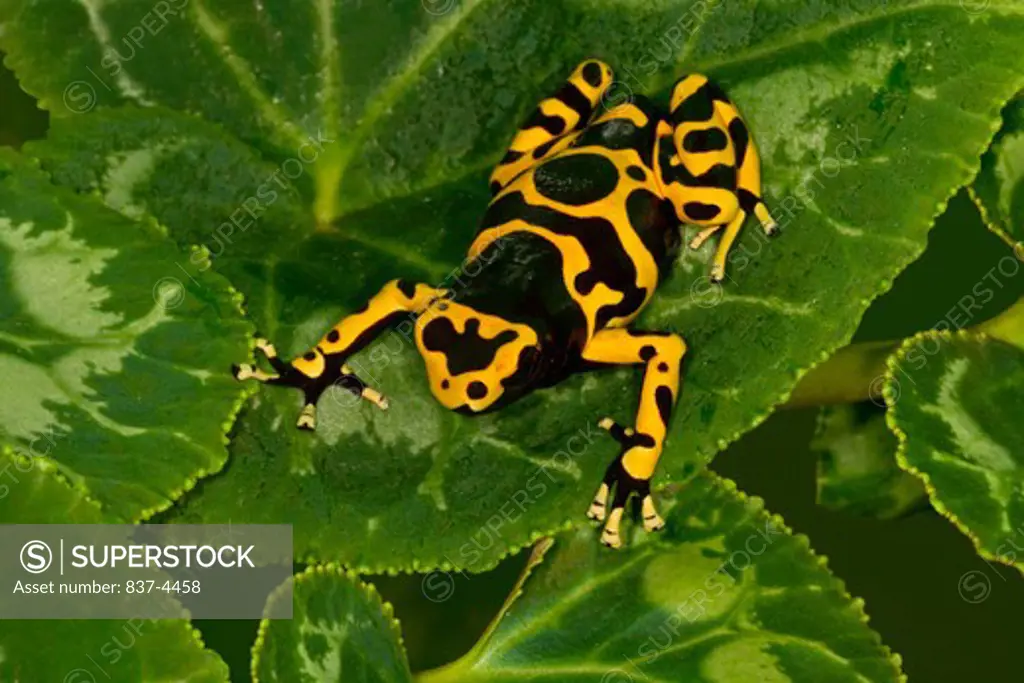 Close-up of a Yellow-Banded Dart frog (Dendrobates leucomelas) on leaves
