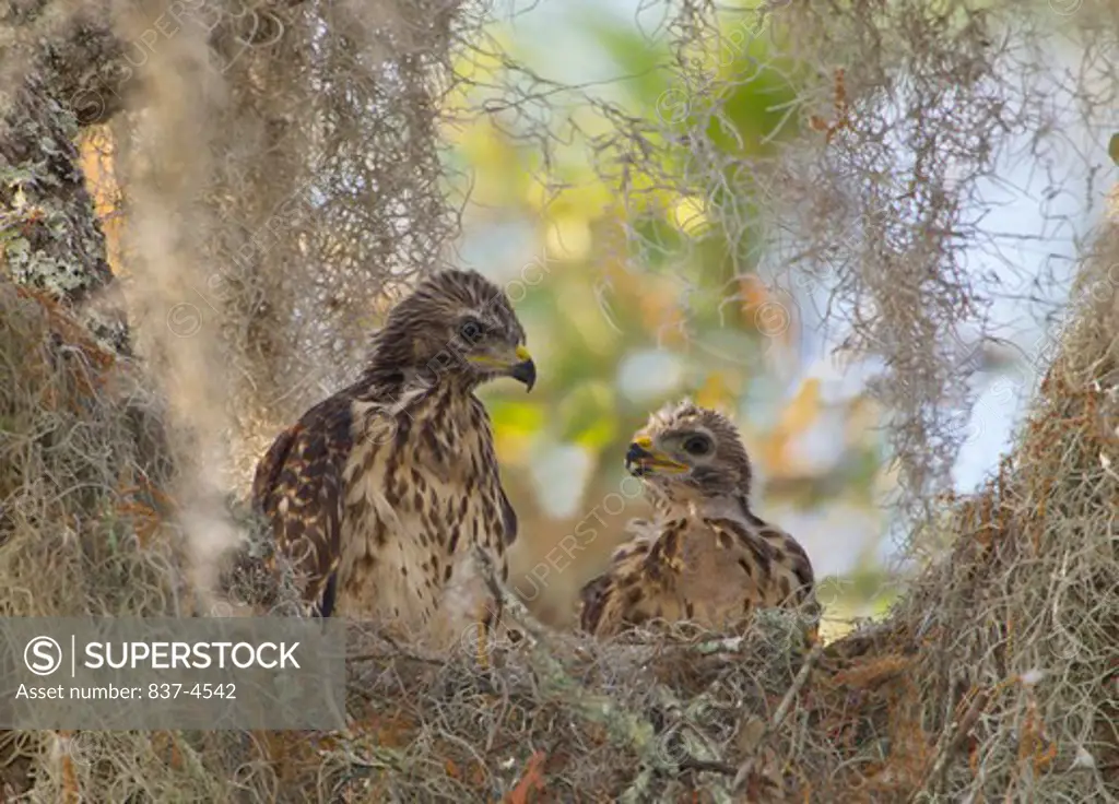 Red shouldered Hawk (Buteo lineatus) juveniles at nest
