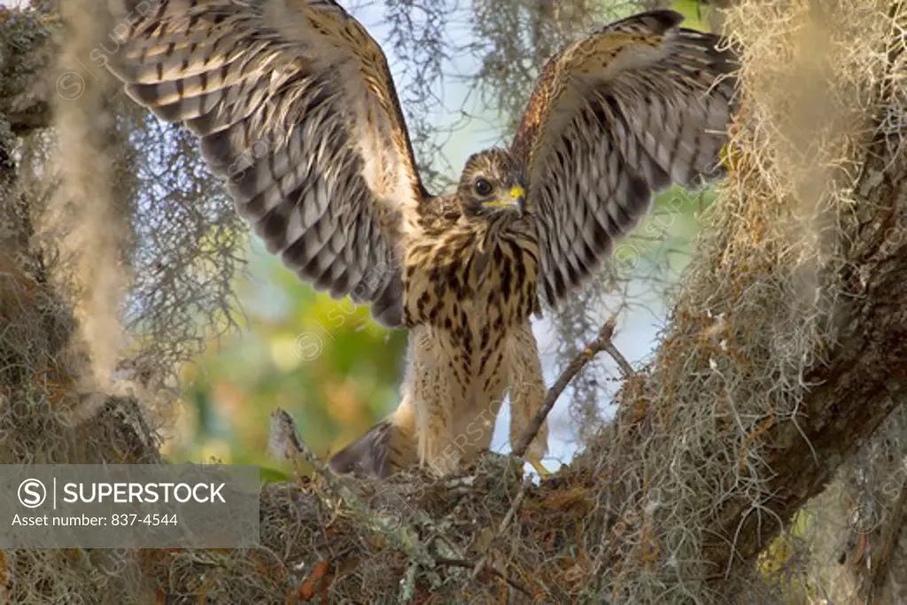 Red shouldered Hawk (Buteo lineatus) juvenile flapping wings in nest