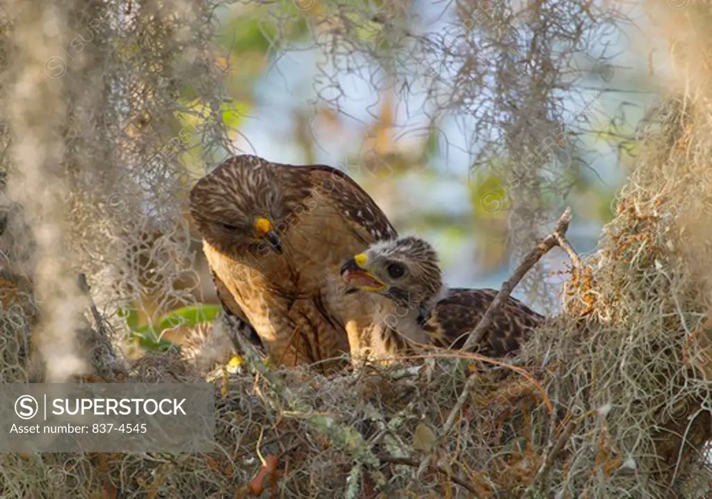 Red shouldered Hawk (Buteo lineatus) with juvenile in nest