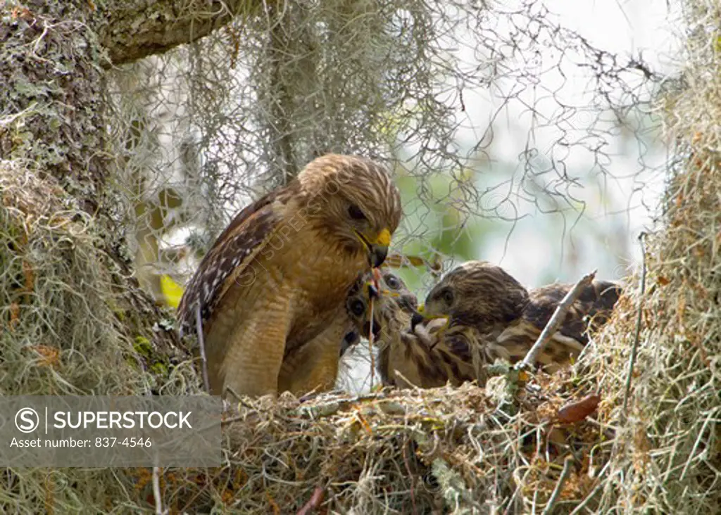 Red shouldered Hawk (Buteo lineatus) feeding juveniles in nest