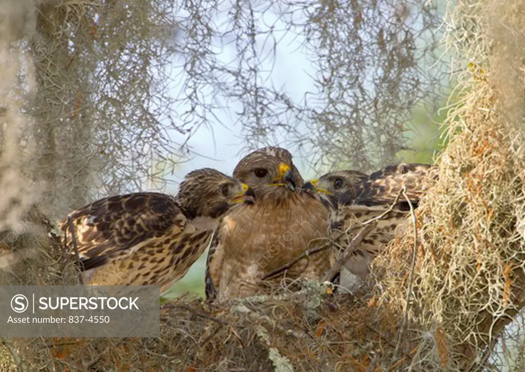 Red-shouldered Hawk (Buteo lineatus) adult feeding two juveniles