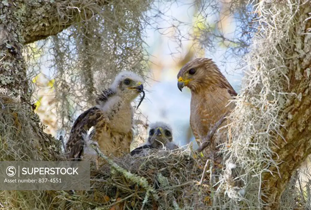 Red-shouldered Hawk (Buteo lineatus) adult feeding young juvenile