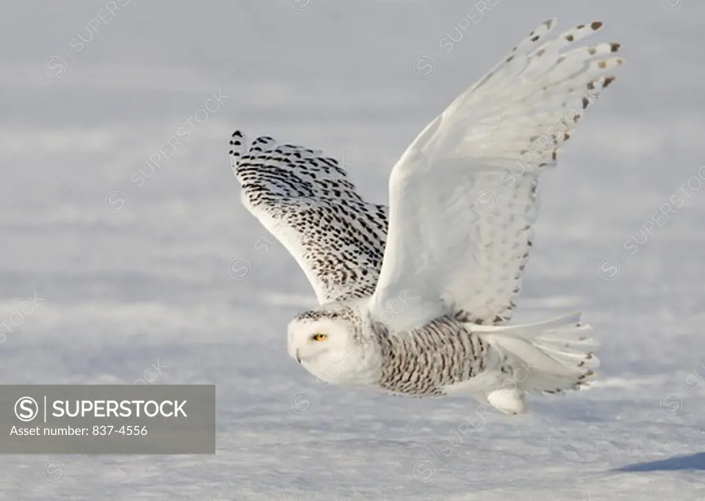 Snowy Owl (Bubo scandiacus) in flight