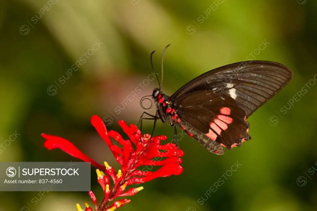 Arcas Cattleheart Butterfly (Parides arcas)