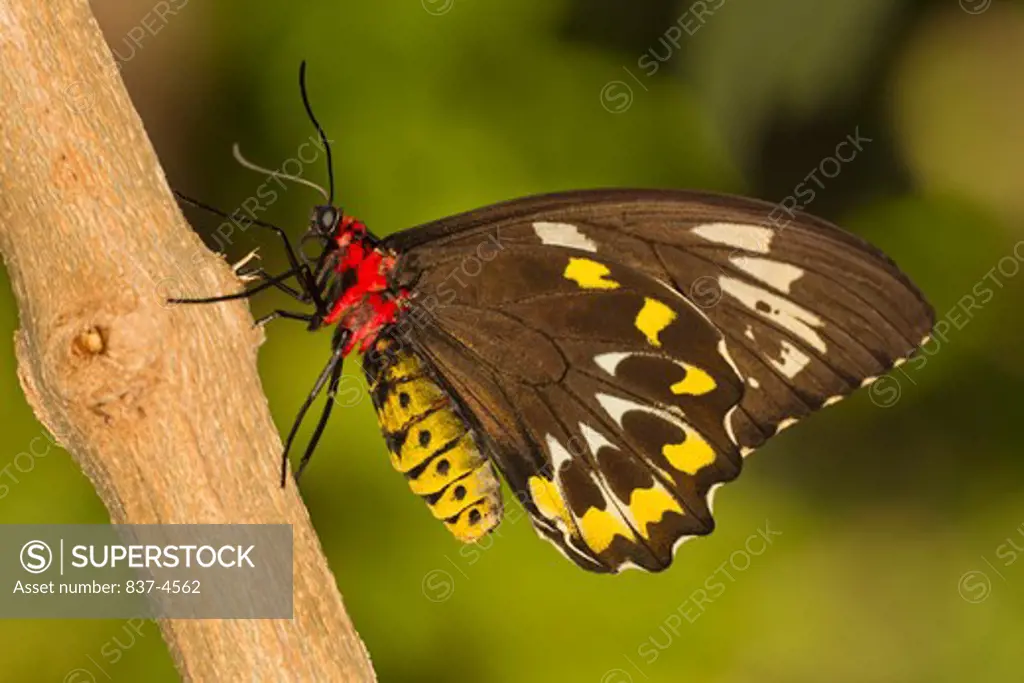 Common Green Birdwing Butterfly (Ornithoptera priamus)