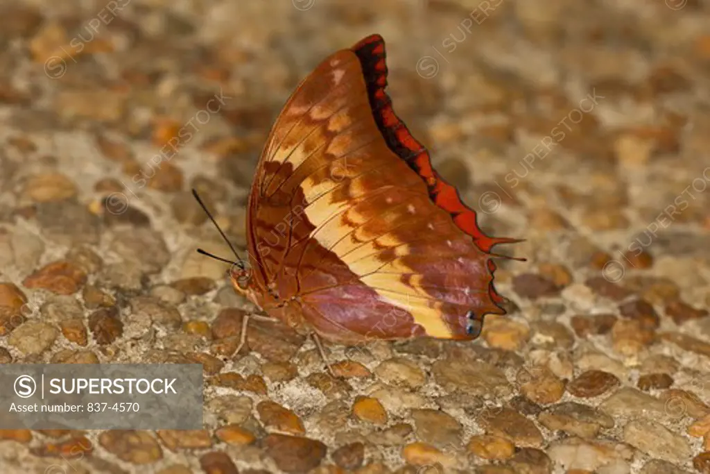 Flame Bordered Charaxes Butterfly (Charaxes protoclea)