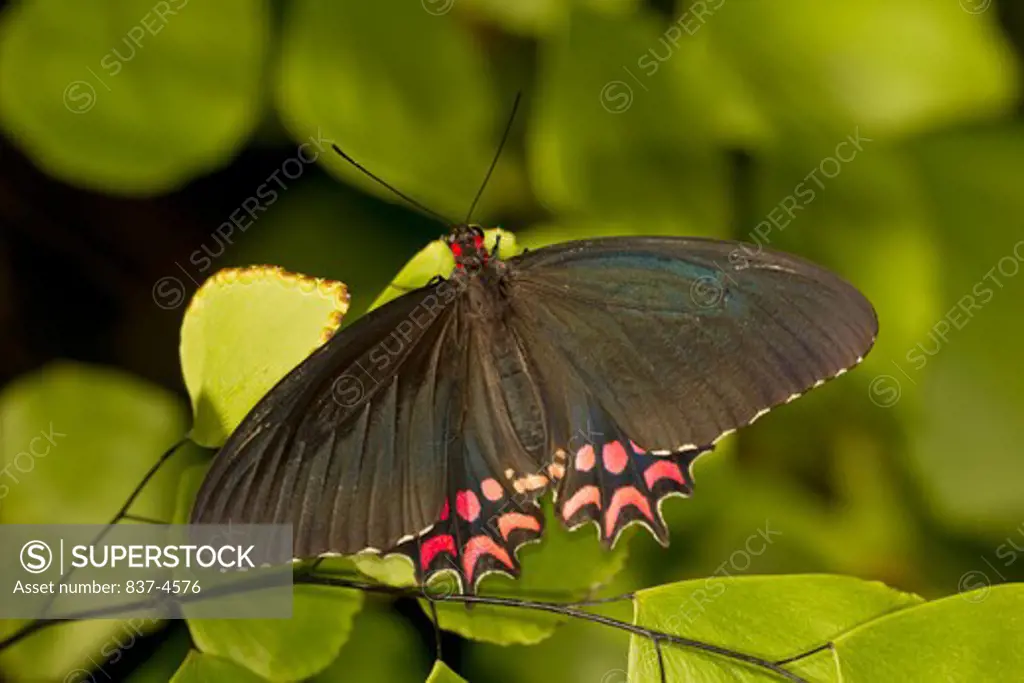 Pink-spotted Cattleheart Butterfly (Parides photinus)
