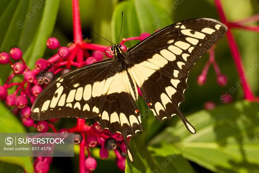 Thoas Swallowtail Butterfly, Heraclides thoas, Papilio thoas