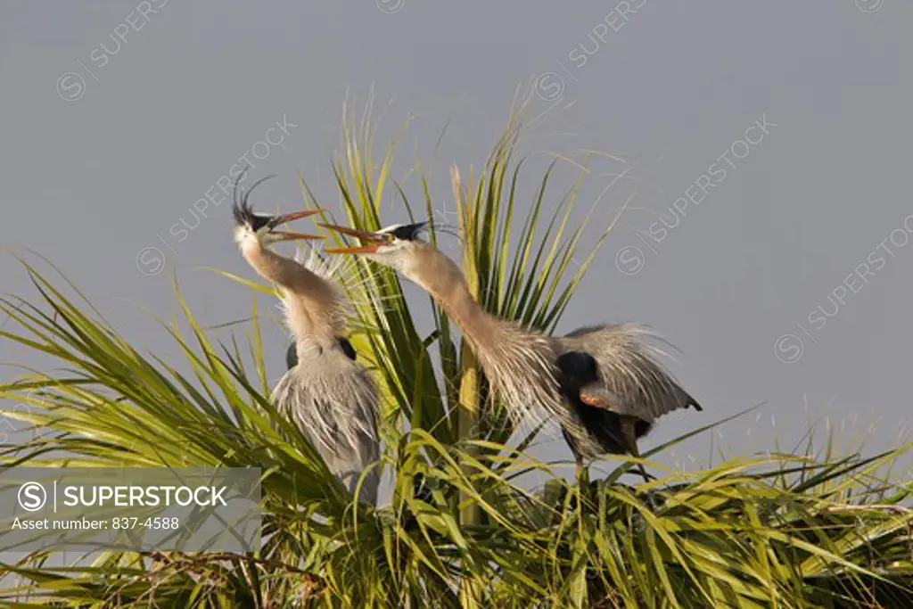Pair of Great blue herons (Ardea herodias) atop a palm tree